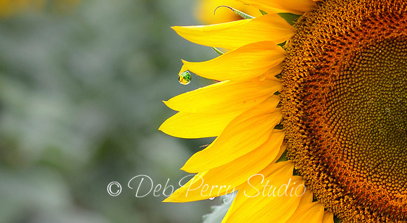 Dewdrop