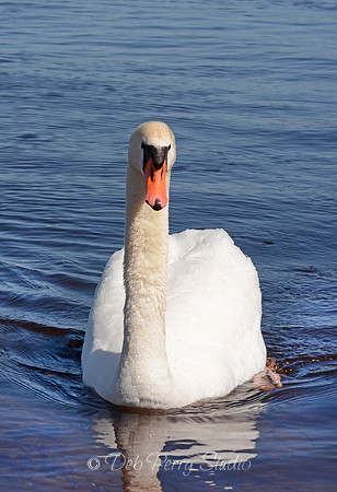 Mute swan