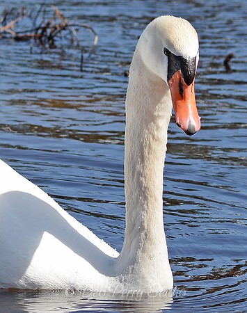 Mute swan (closeup)