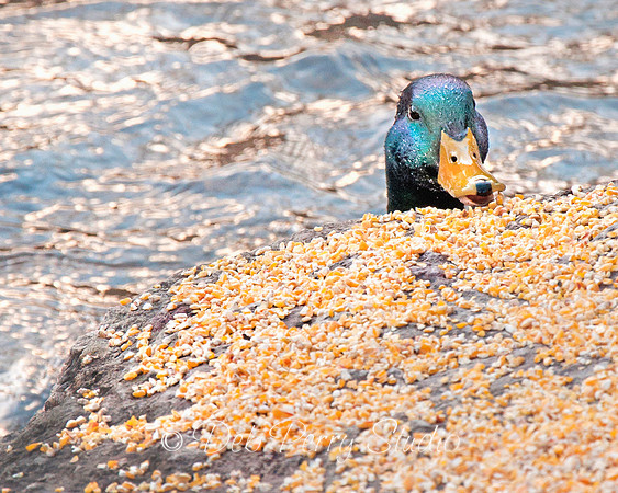 Feeding time