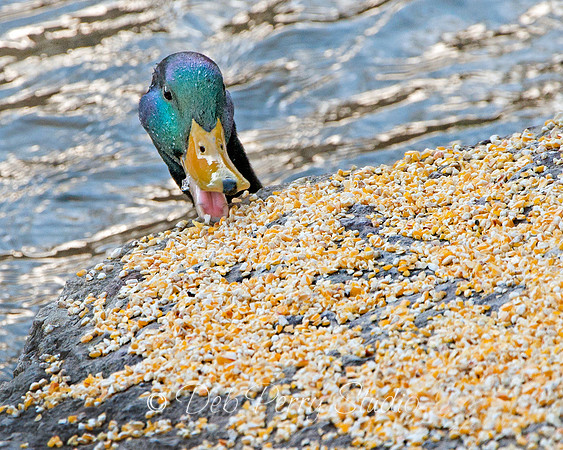 Feeding time 2