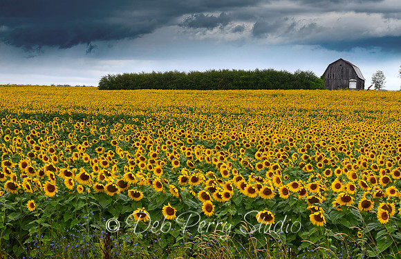 A storm rolls over the sunflower fields