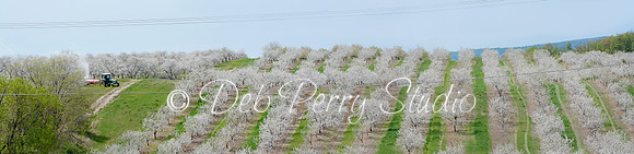 Cherry Orchard (pan)