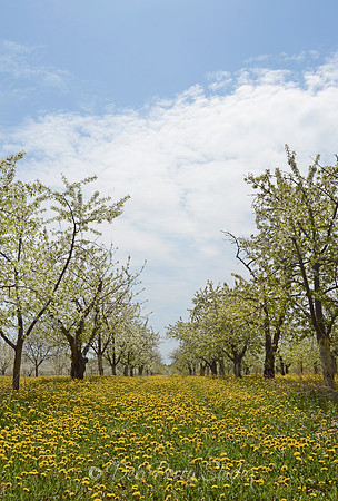 Cherry orchard and blue skies on Old Mission Peninsula