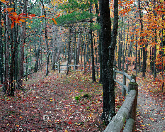 Manistee River High Banks Trail near Buckley