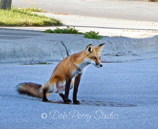 Relieved fox