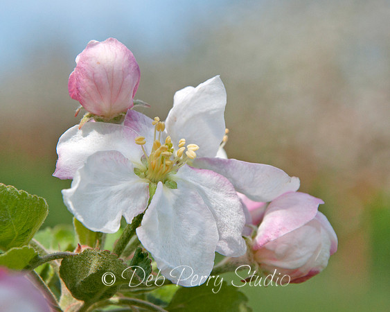 Apple Blossoms