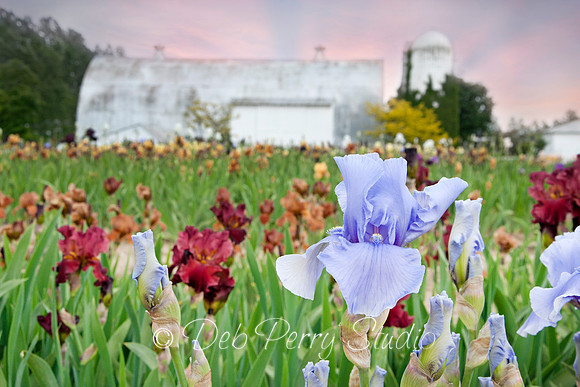 Iris Farm located west of Traverse City