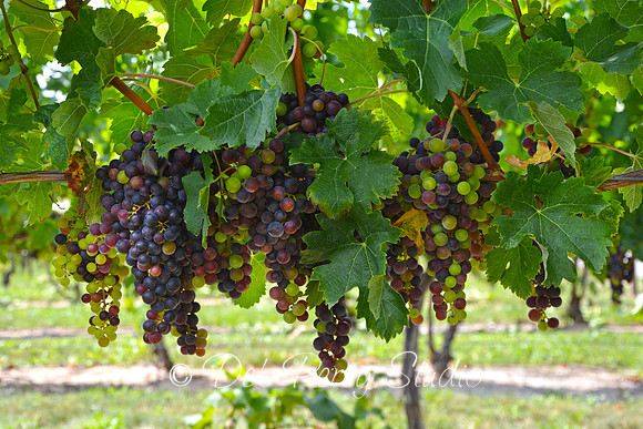 Grapes 1