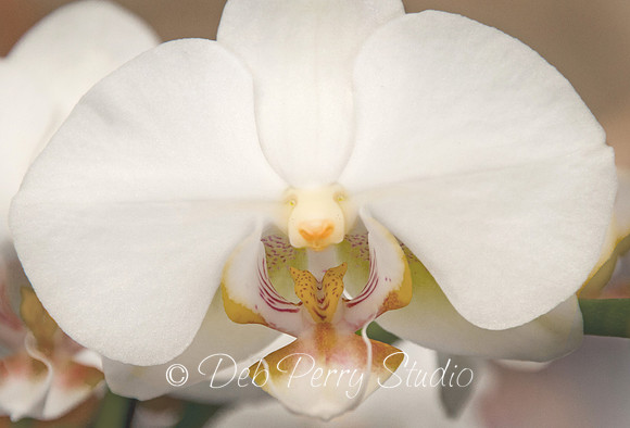 Orchid creature