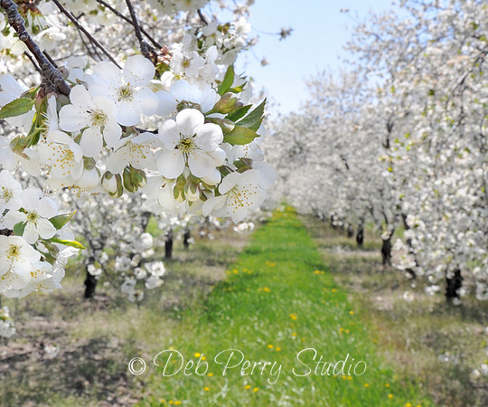 Close up view of cherry blossoms