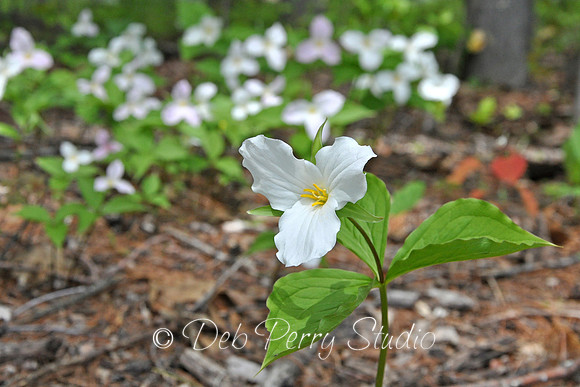 Trillium Grandiflorum