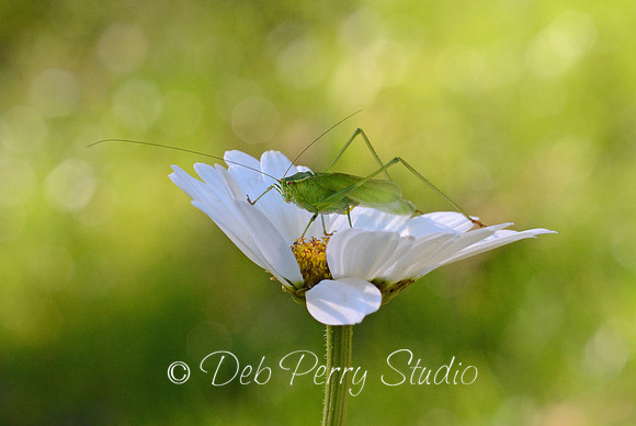 Fork-Tailed Bush Katydid