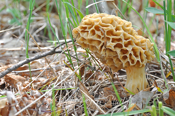 Morel 2