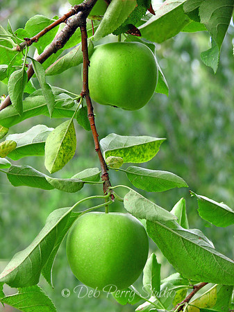 Green Apples