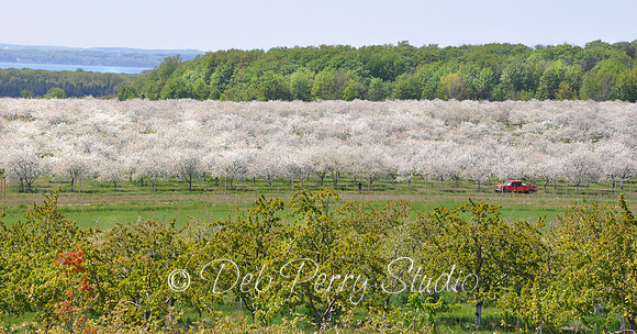 Cherry orchard on Old Mission Peninsula