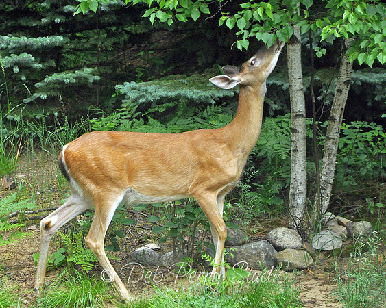 Backyard guest