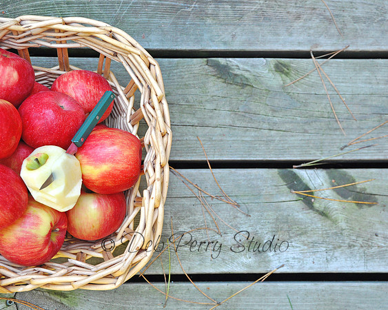Fall Harvest: Honey Crisp Apples 3