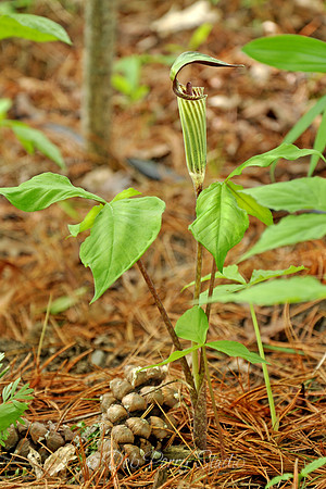 Jack in the Pulpit