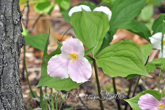 Trillium Grandiflorum