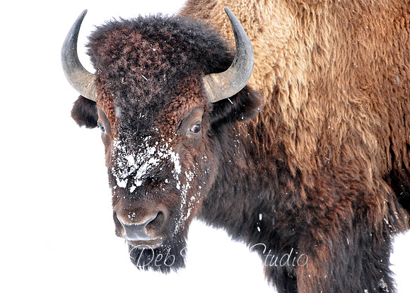 Bison in the Snow
