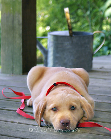 Puppy Love 3