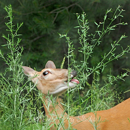 Oh deer three