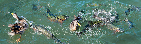 Fish and duck fight