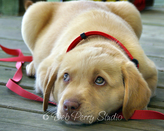 Puppy Love 2