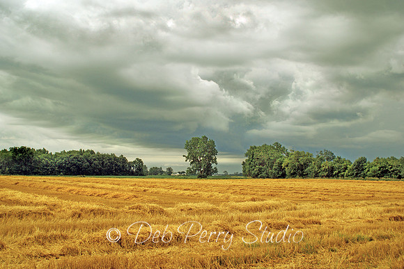Wheat Field in the Storm