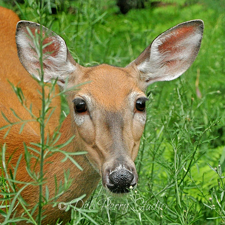 Oh deer!
