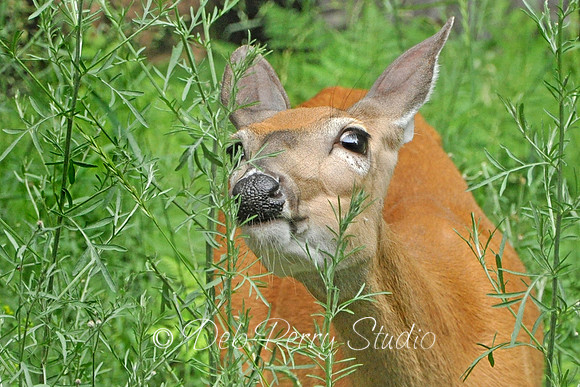 Oh deer too