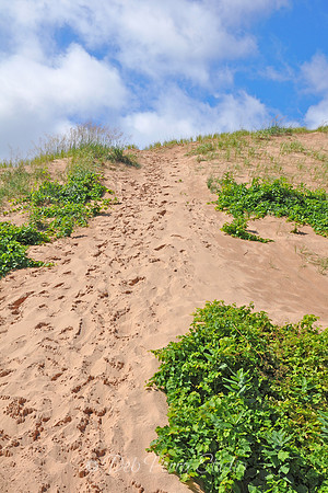Dune path along Lake Michigan