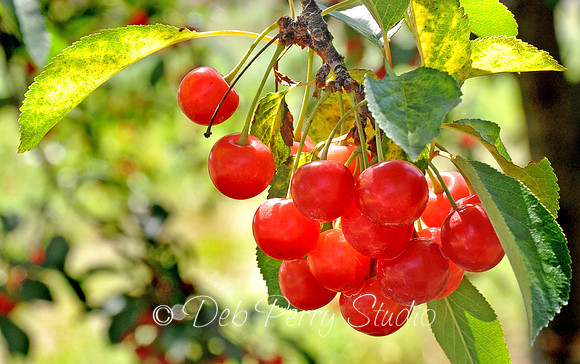 Ripe cherries 1