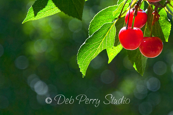 Sour Cherries (1)