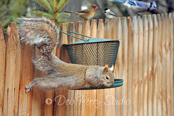 Squirrel Thief