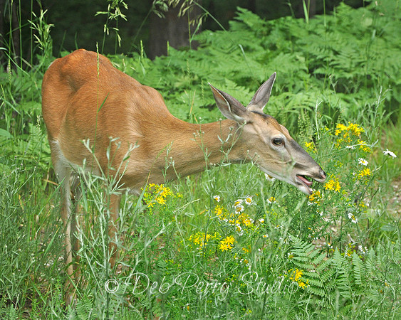 Deer nibbling flowers