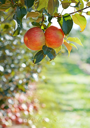 Honeycrisp apples 1
