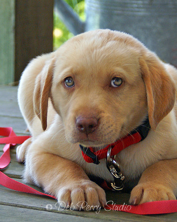 Puppy Love 1